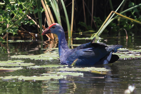 Purple Swamphen